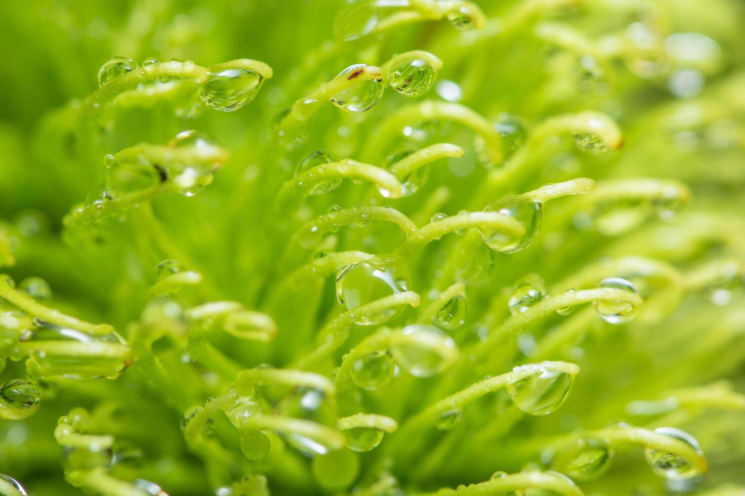 gouttes d'eau sur une plante photo