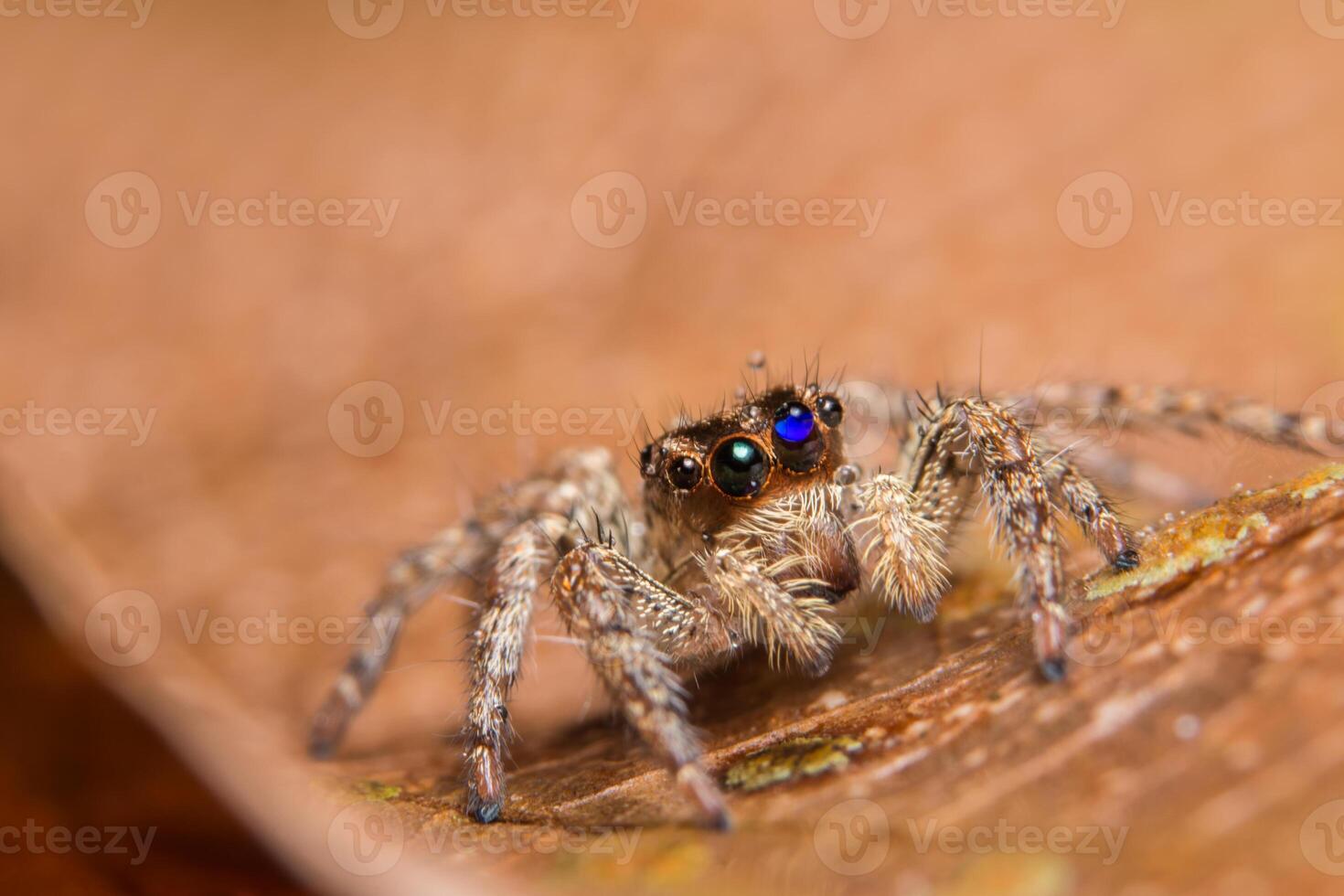 araignée sur une feuille photo