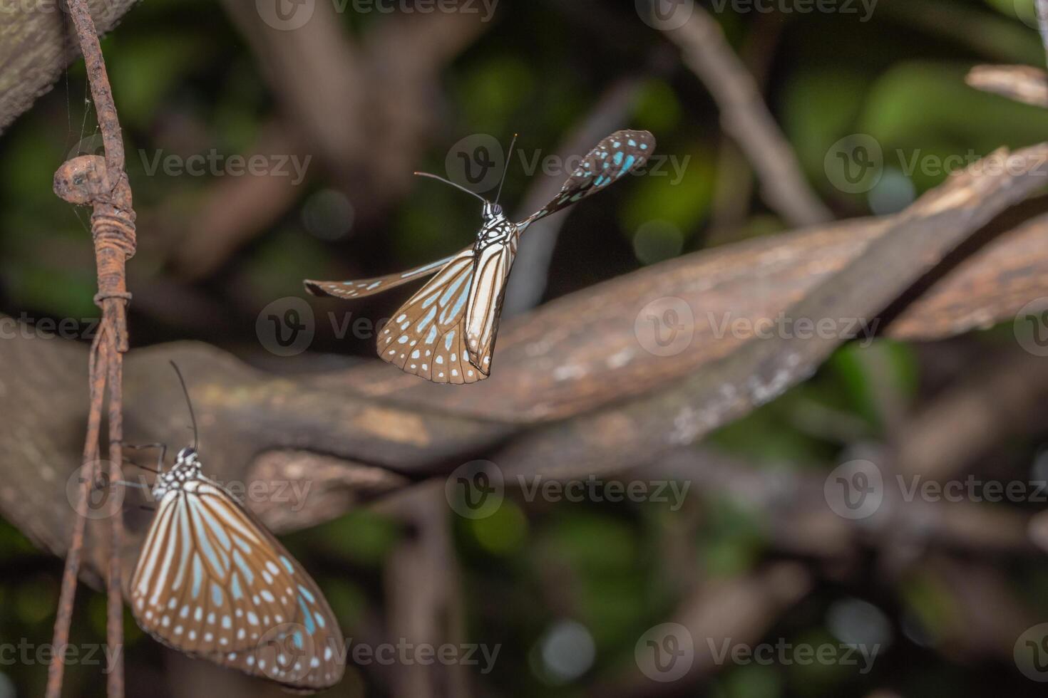 papillons dans la nature photo