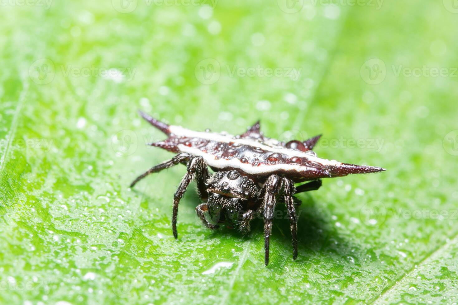 araignée sur une feuille photo