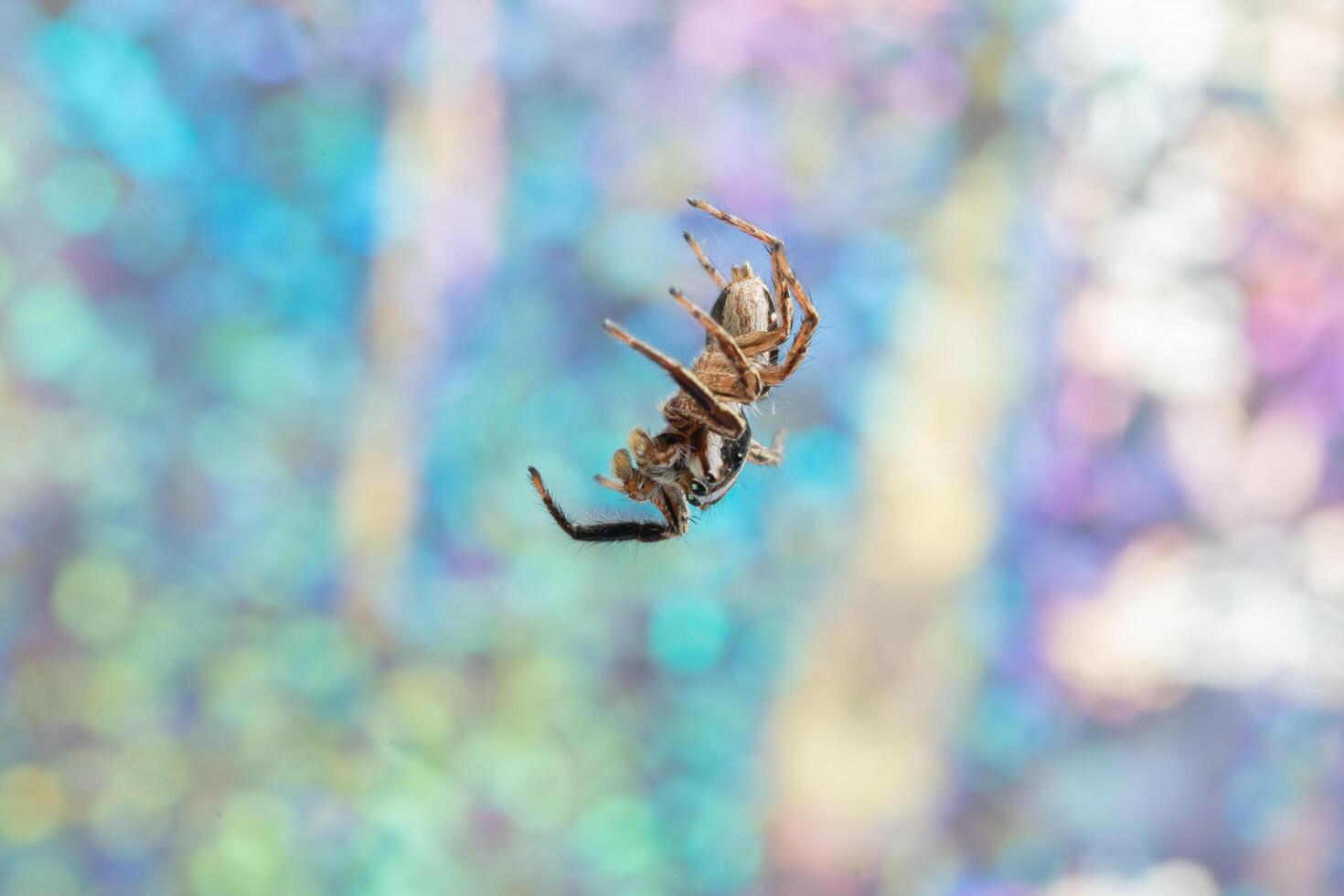 araignée sur fond coloré photo