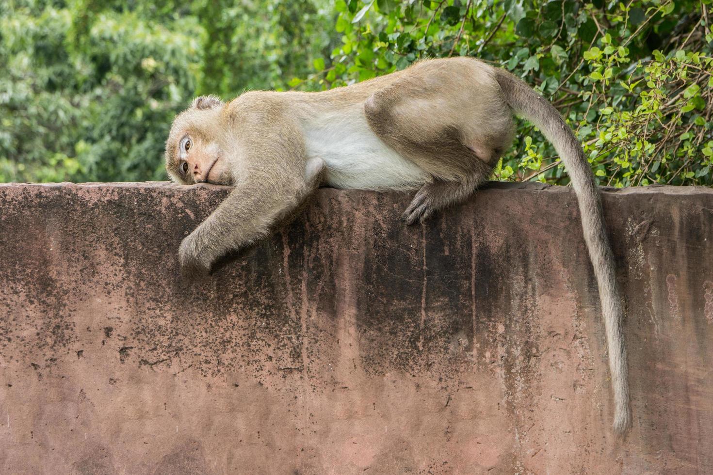 singe sur un mur photo