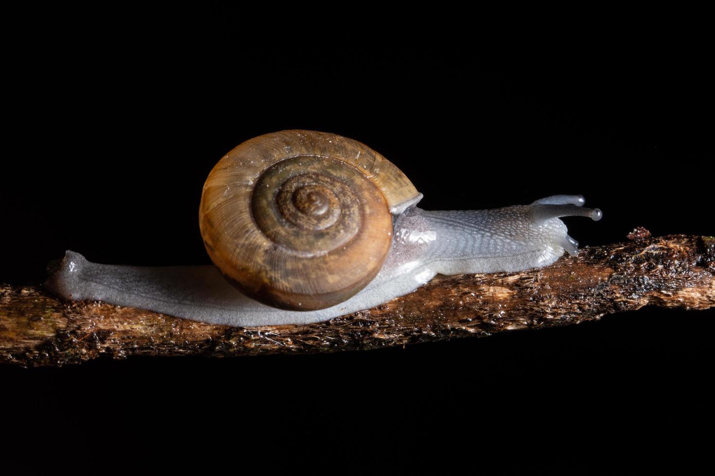 escargots sur une branche photo