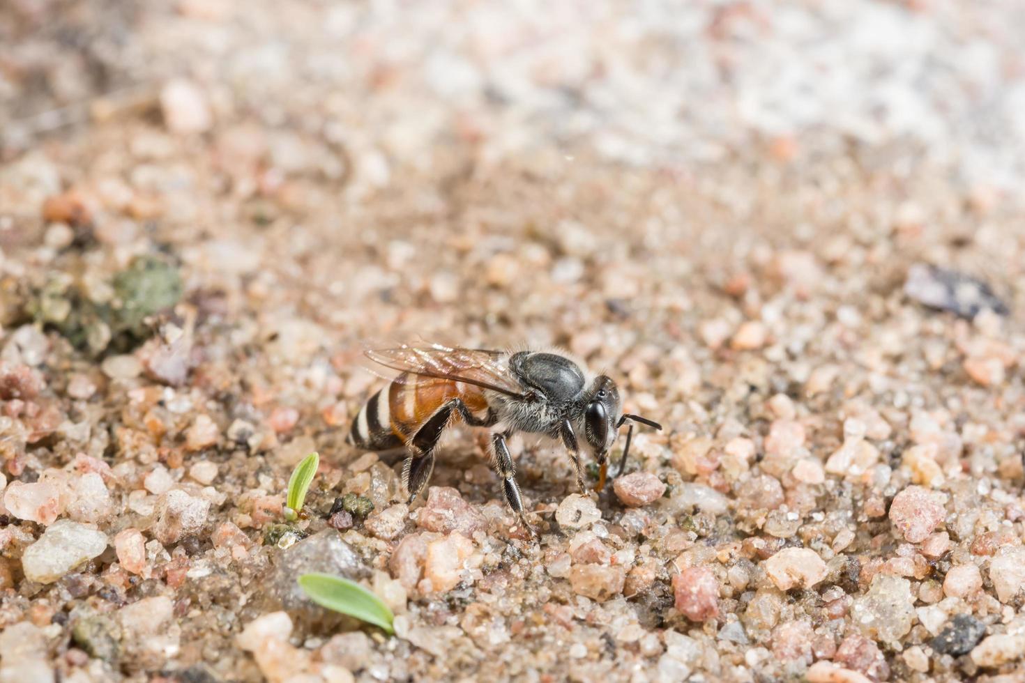 abeille au sol photo