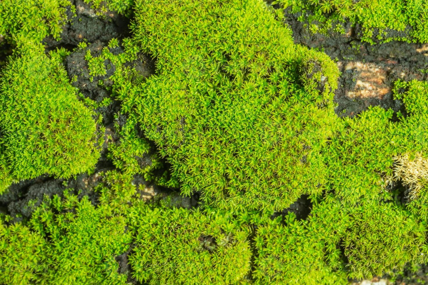 fond de mousse verte photo