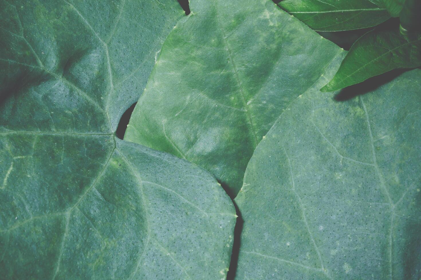 fond de feuille verte photo