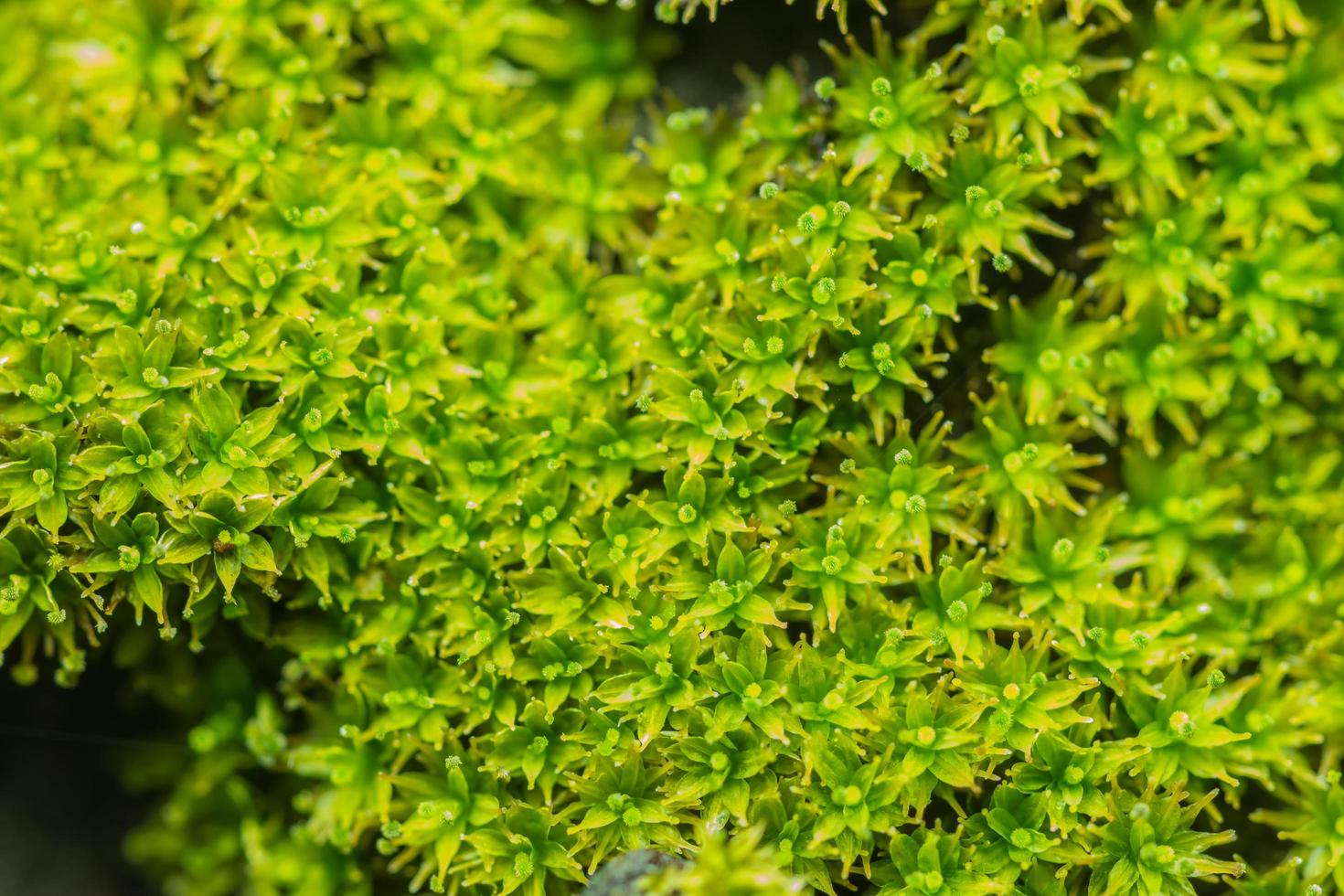 fond de mousse verte photo