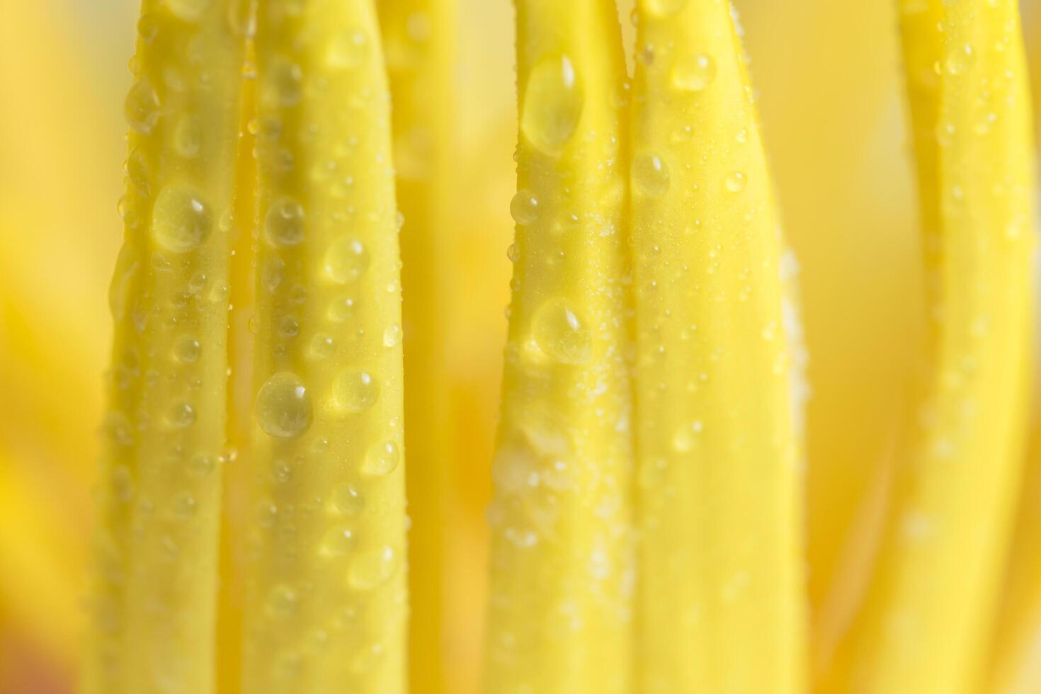 gouttes d'eau sur le pollen de lotus jaune, gros plan photo