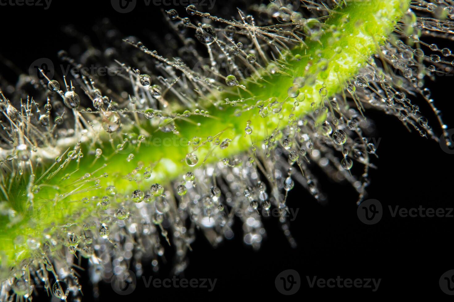 gouttes d'eau sur une plante photo