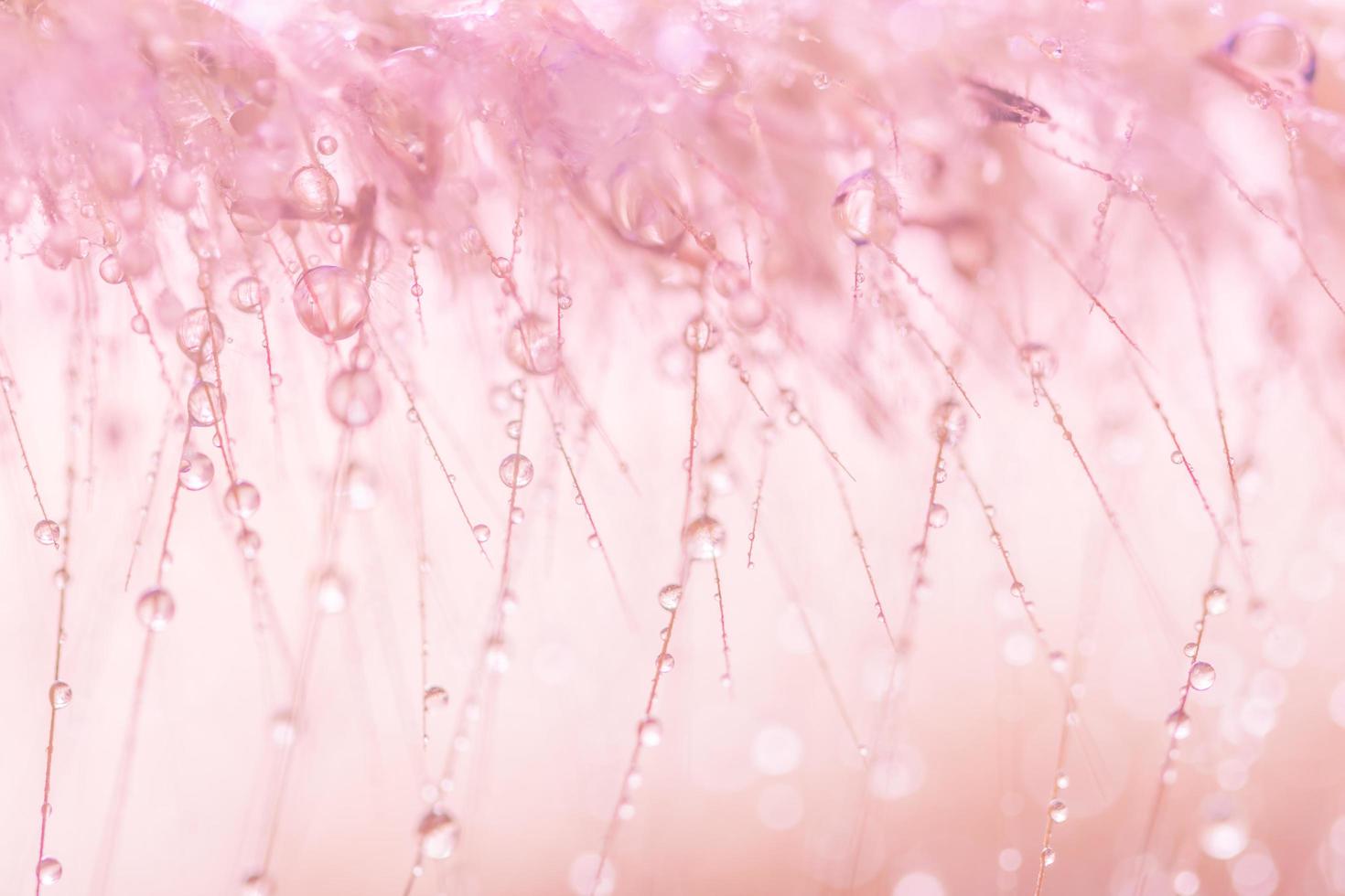 gouttes d'eau sur les fleurs sauvages, arrière-plan flou photo