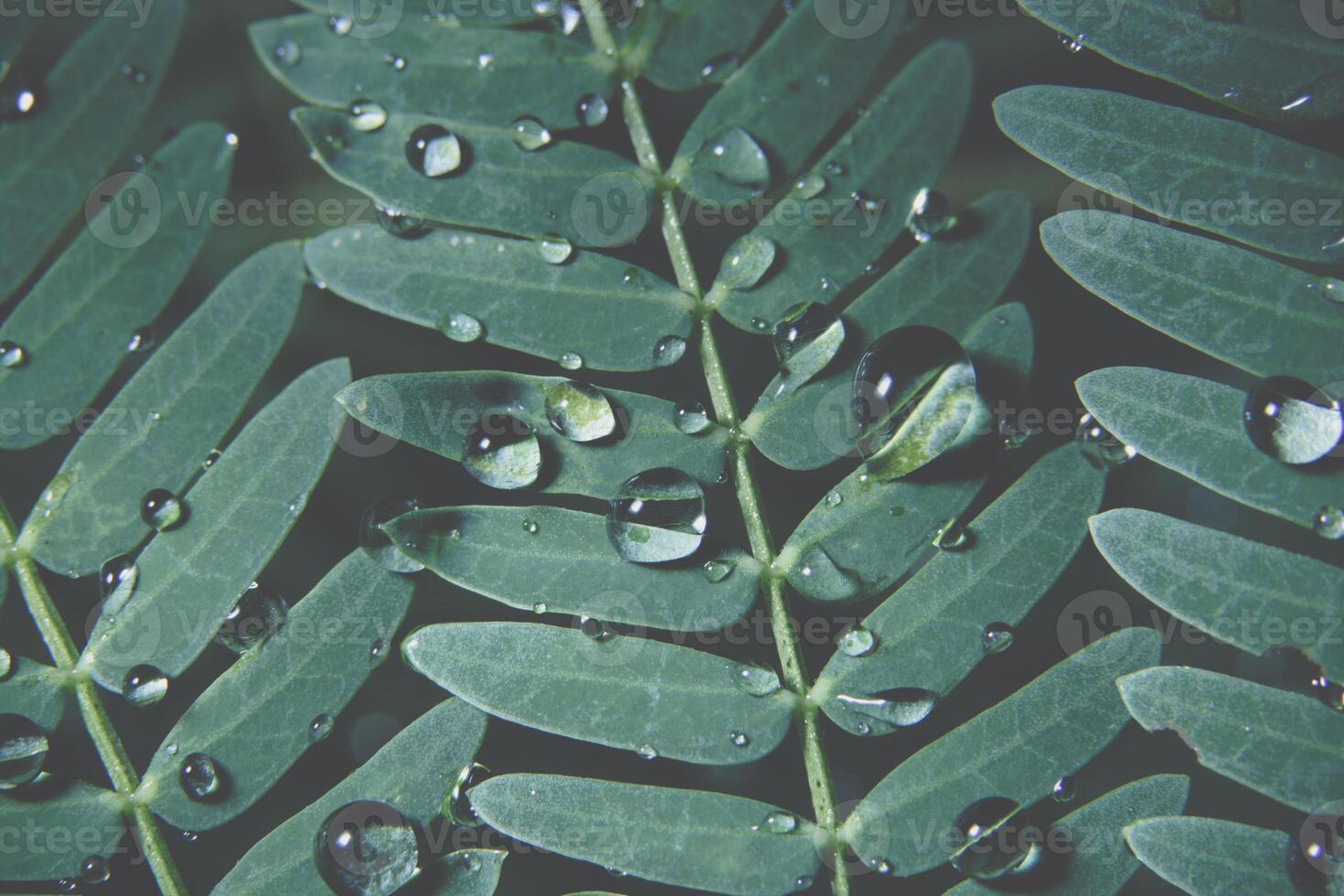 gouttes d'eau sur une plante photo