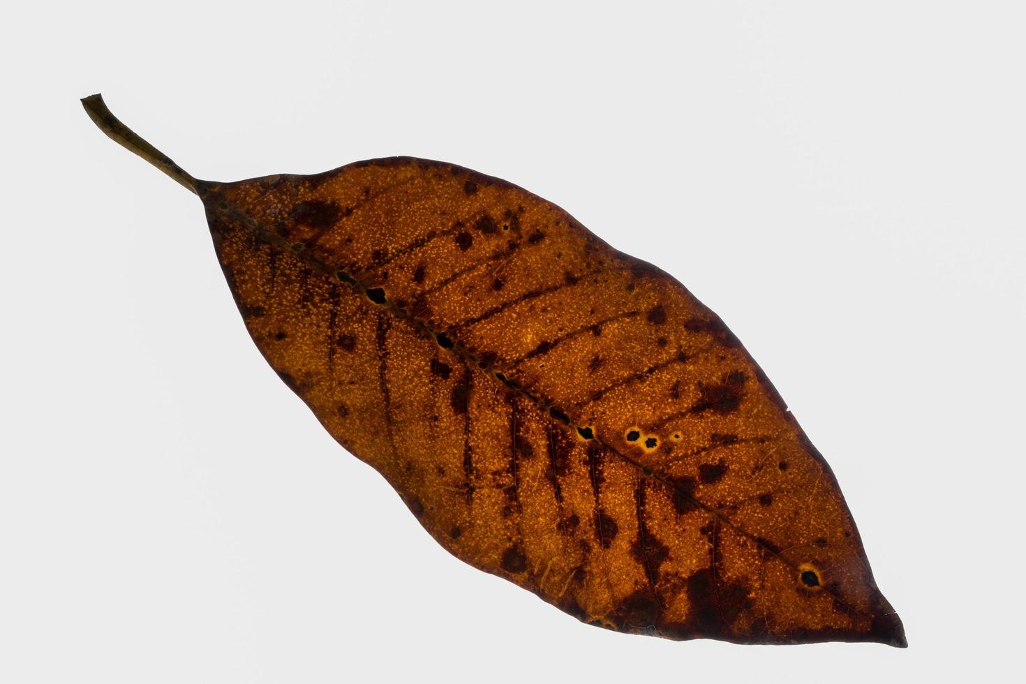 feuille sèche sur fond blanc photo