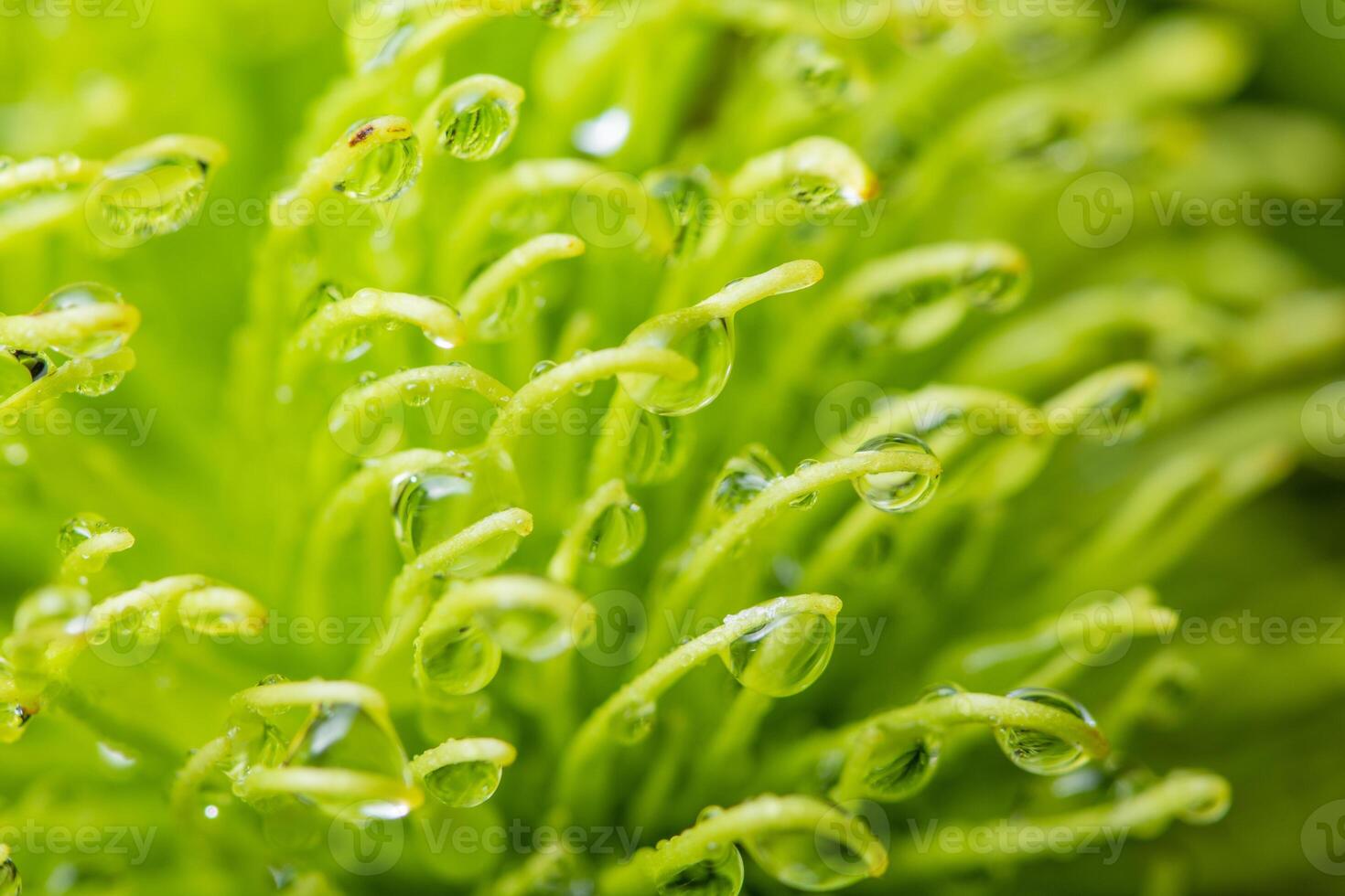 gouttes d'eau sur une plante photo