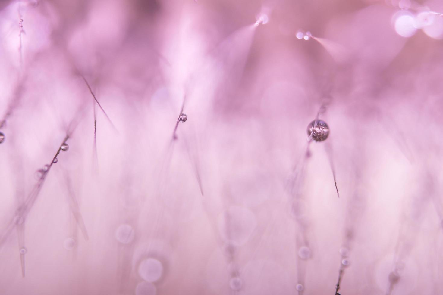 gouttes d'eau sur les fleurs sauvages photo