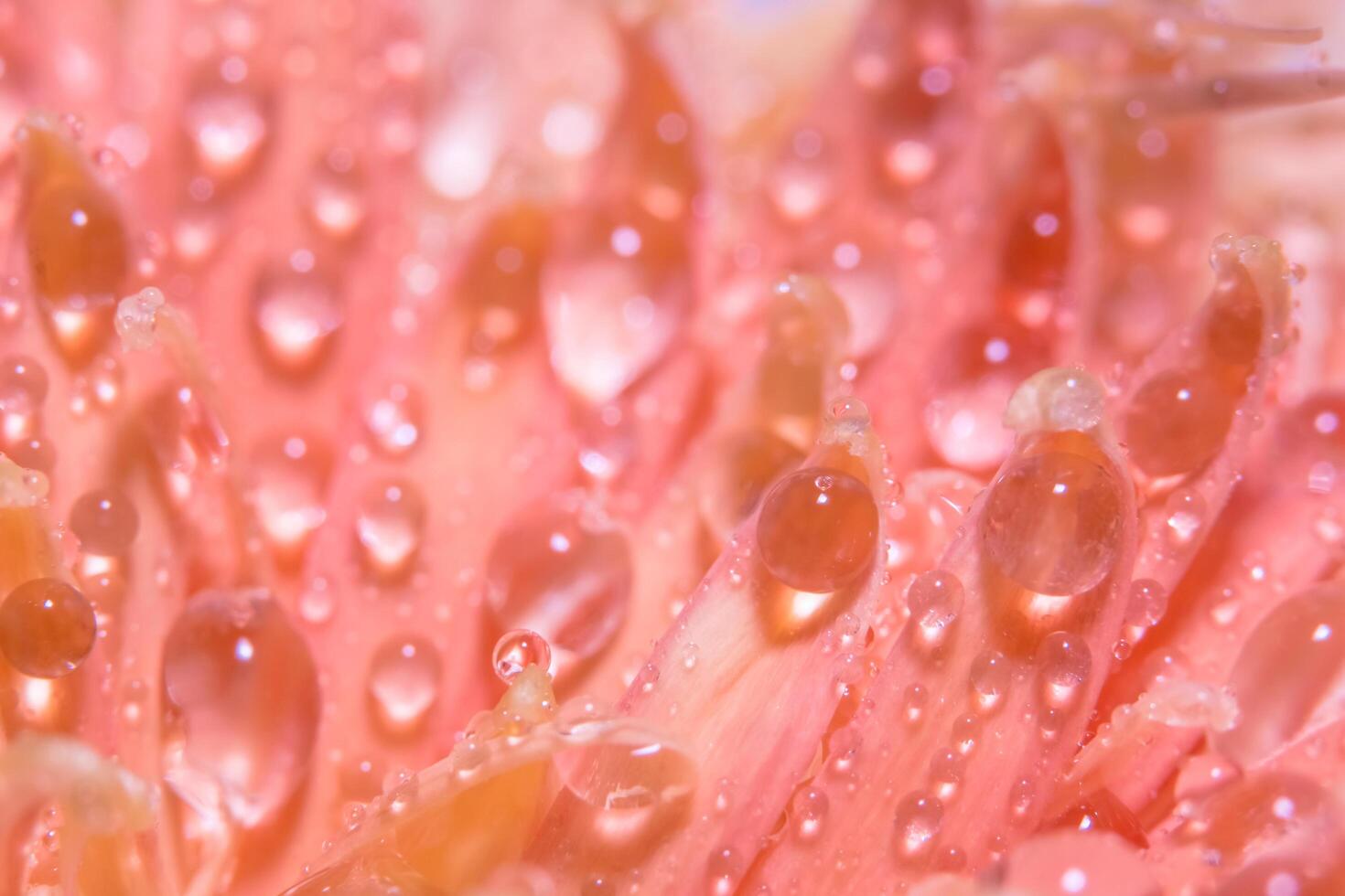 gouttes d'eau sur les pétales de fleurs roses photo