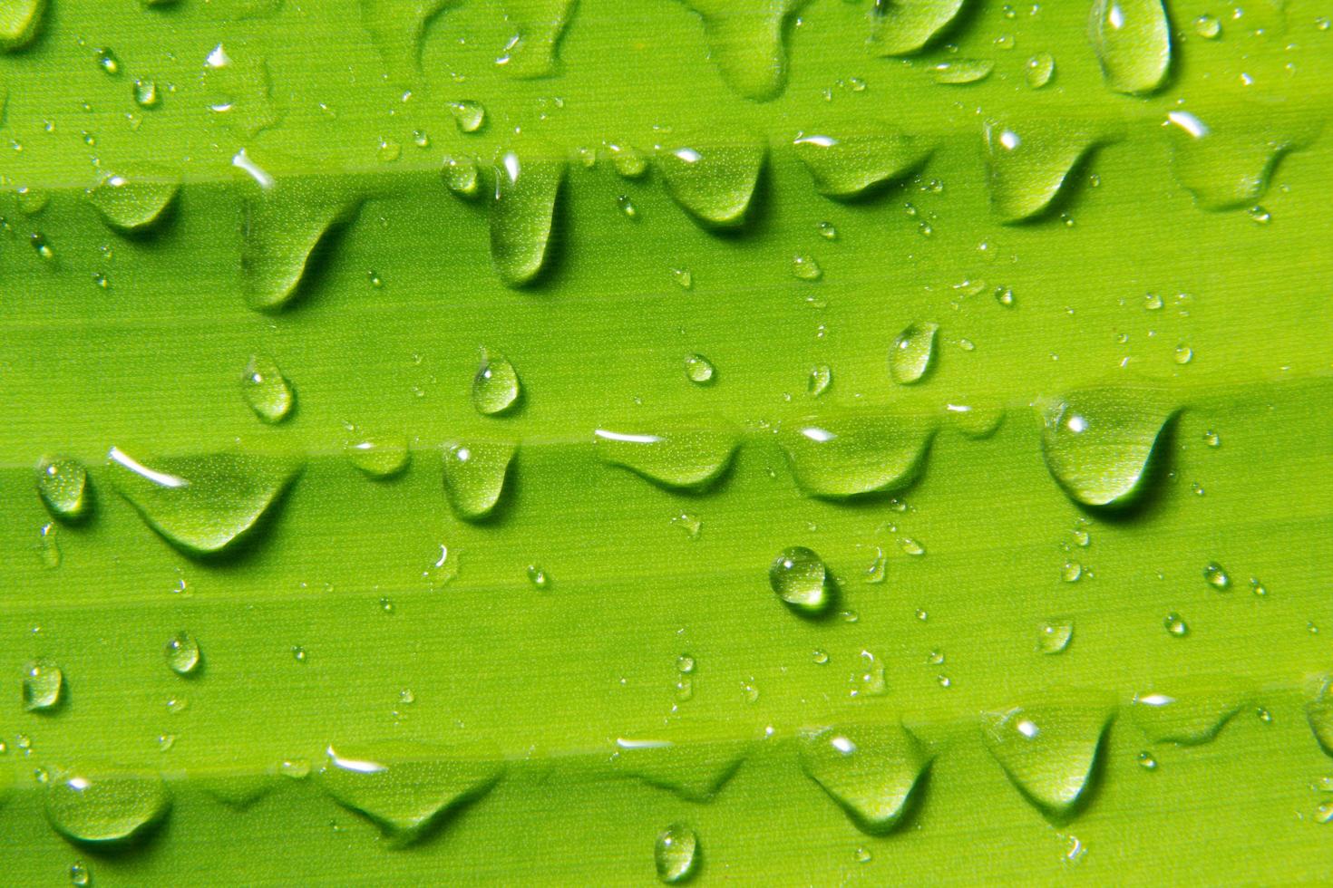 gouttes d'eau sur la plante photo