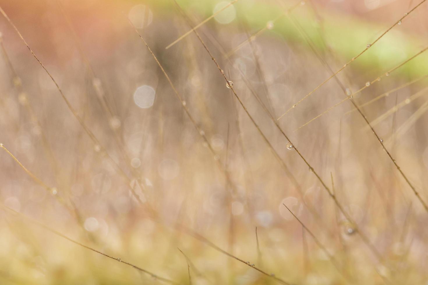 gouttes d'eau sur les fleurs sauvages, arrière-plan flou photo