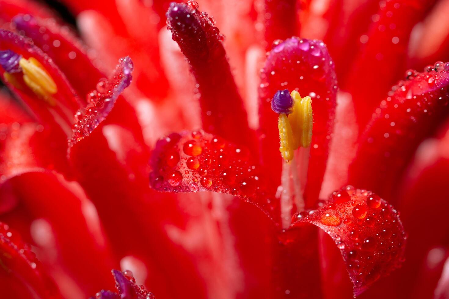 gouttes d'eau sur une fleur photo