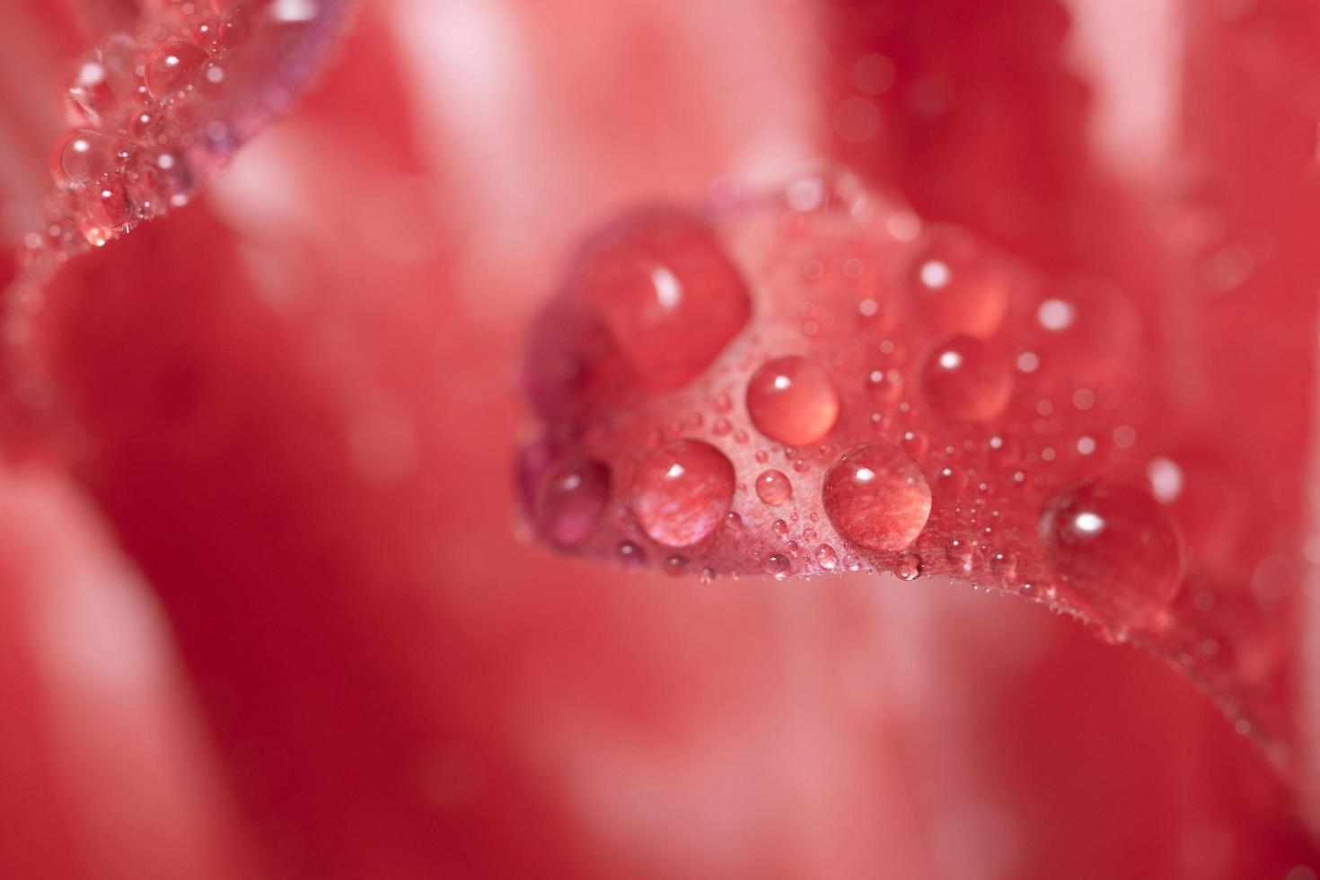 gouttes d'eau sur une fleur photo