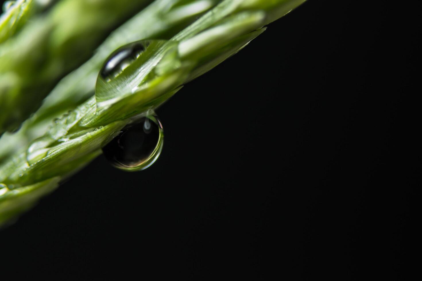 gouttes deau sur une plante verte photo