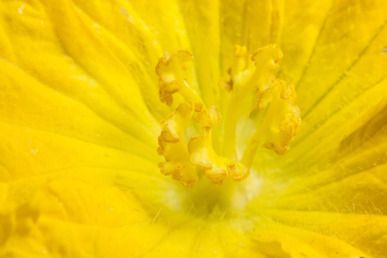 gros plan de fleur de citrouille jaune photo