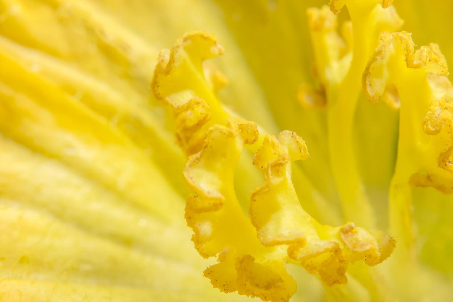 gros plan de fleur de citrouille jaune photo