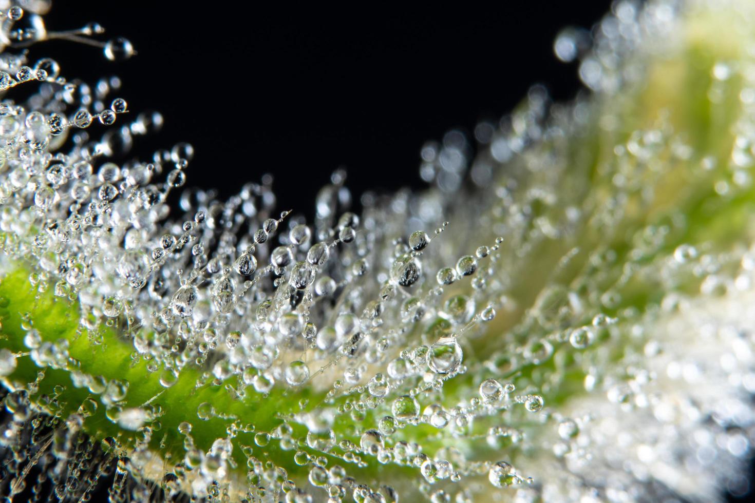 gouttes d'eau sur une plante photo