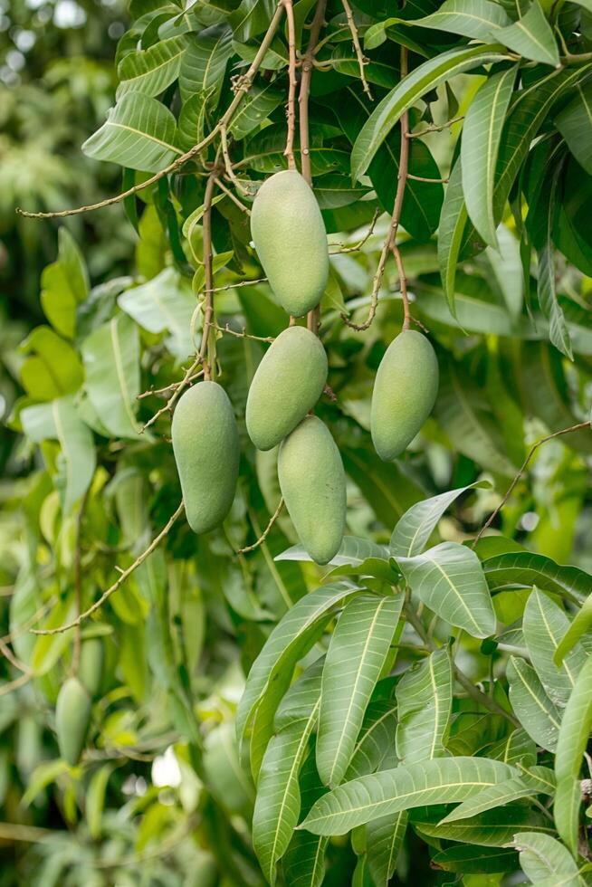 fruits de mangue sur l'arbre photo