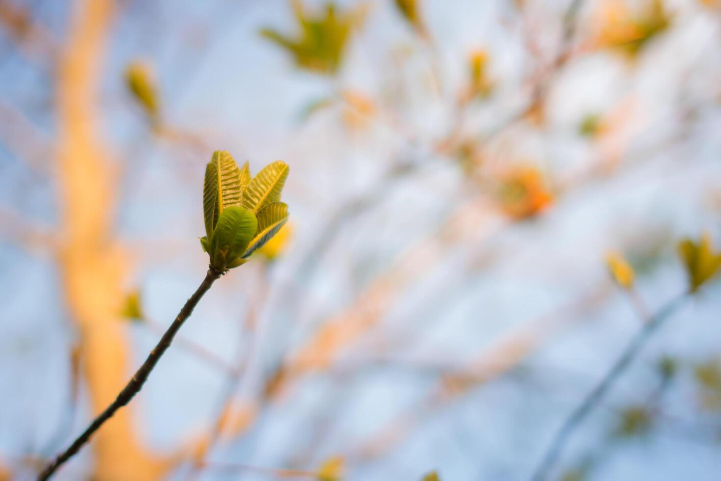 photo douce de feuilles vertes