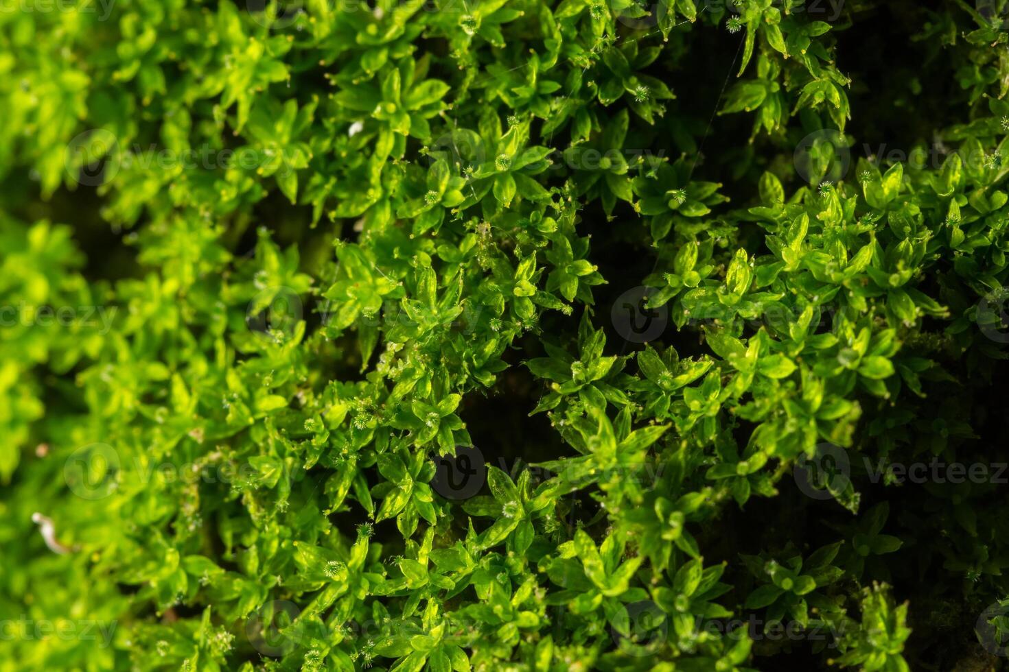 Gros plan de mousse de litchi vert photo