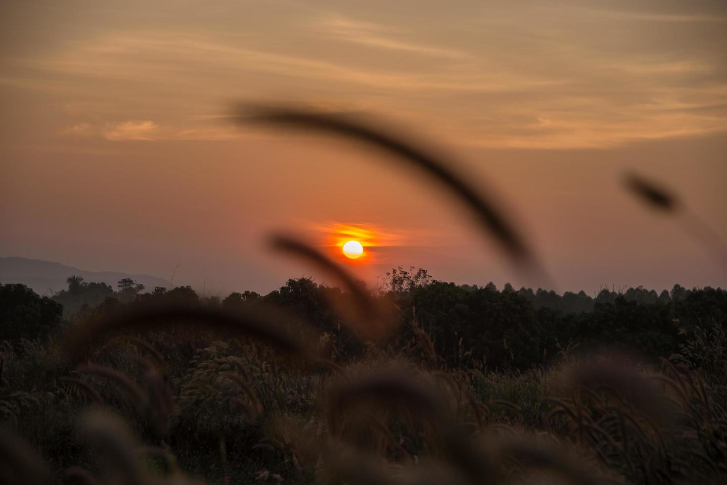 silhouette d'herbe au coucher du soleil photo