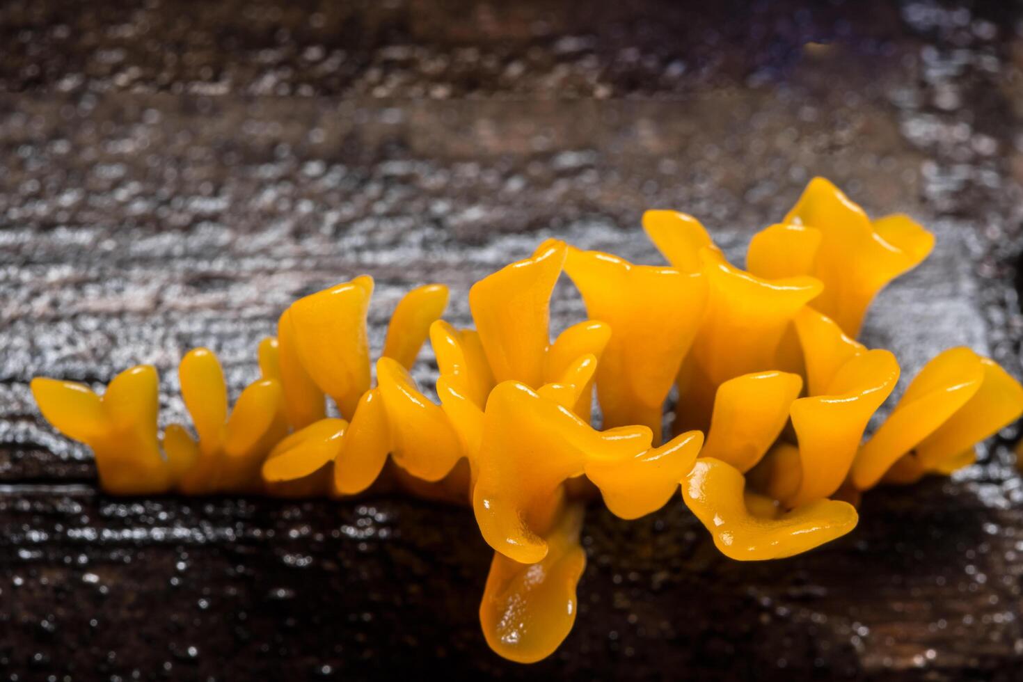 gros plan de champignons orange photo