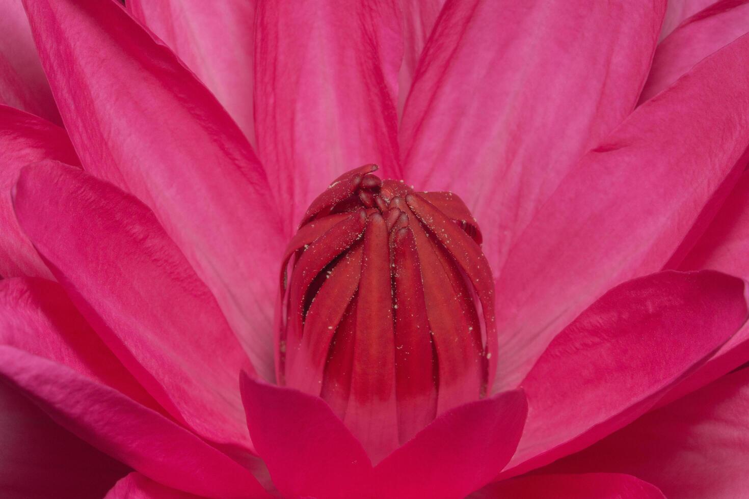 gros plan de lotus rouge photo