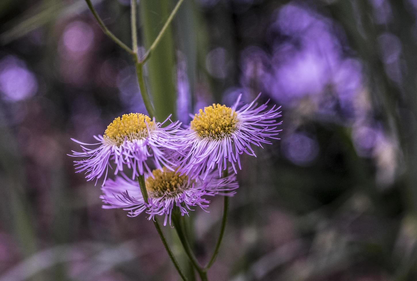 gros plan, de, fleurs violettes photo