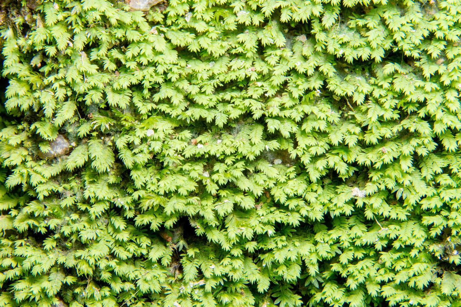 Gros plan de mousse de litchi vert photo