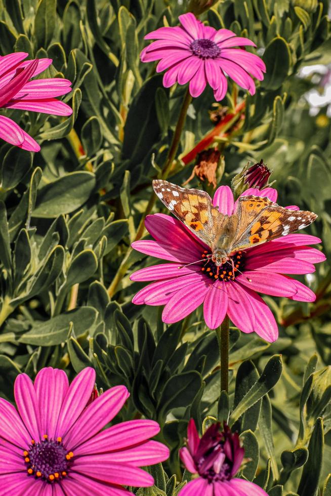 papillon sur une fleur rose photo