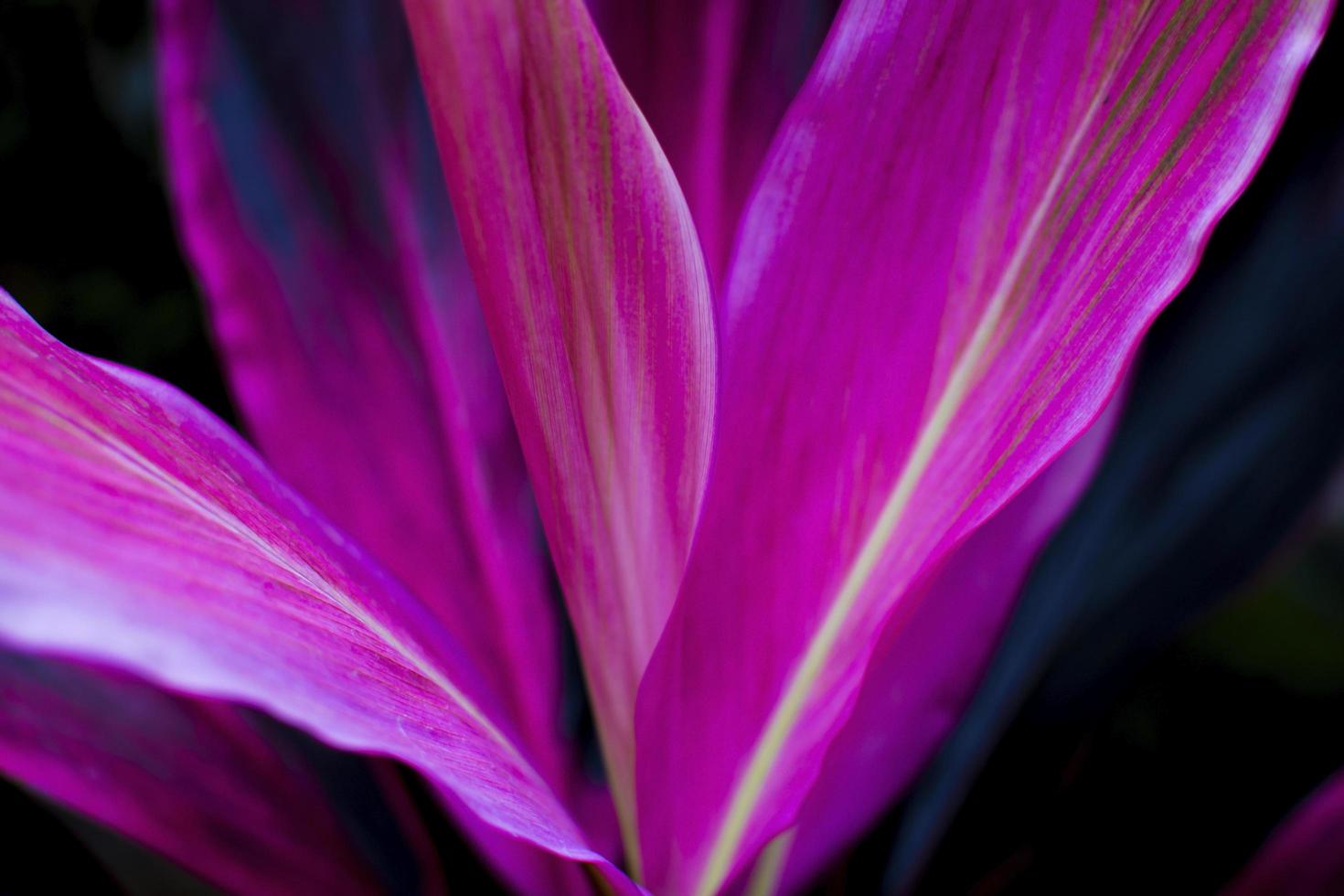 cordyline fruticosa close up, détail de la nature. photo