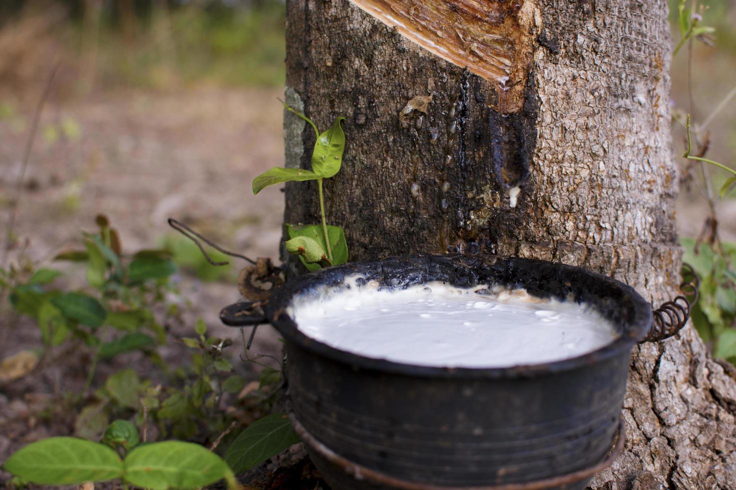 en tapotant le latex d'un arbre à caoutchouc photo