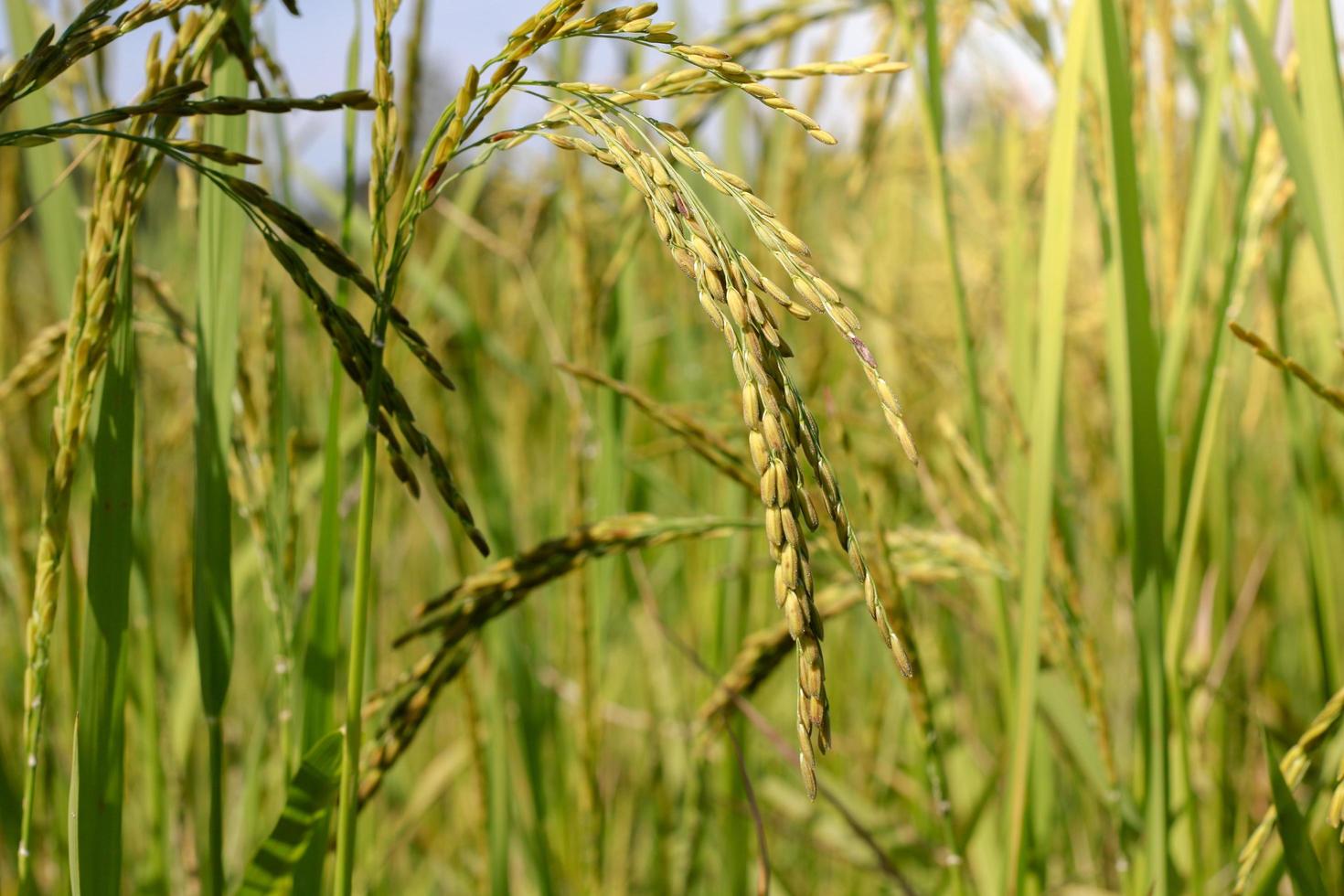 riz pendant la journée photo