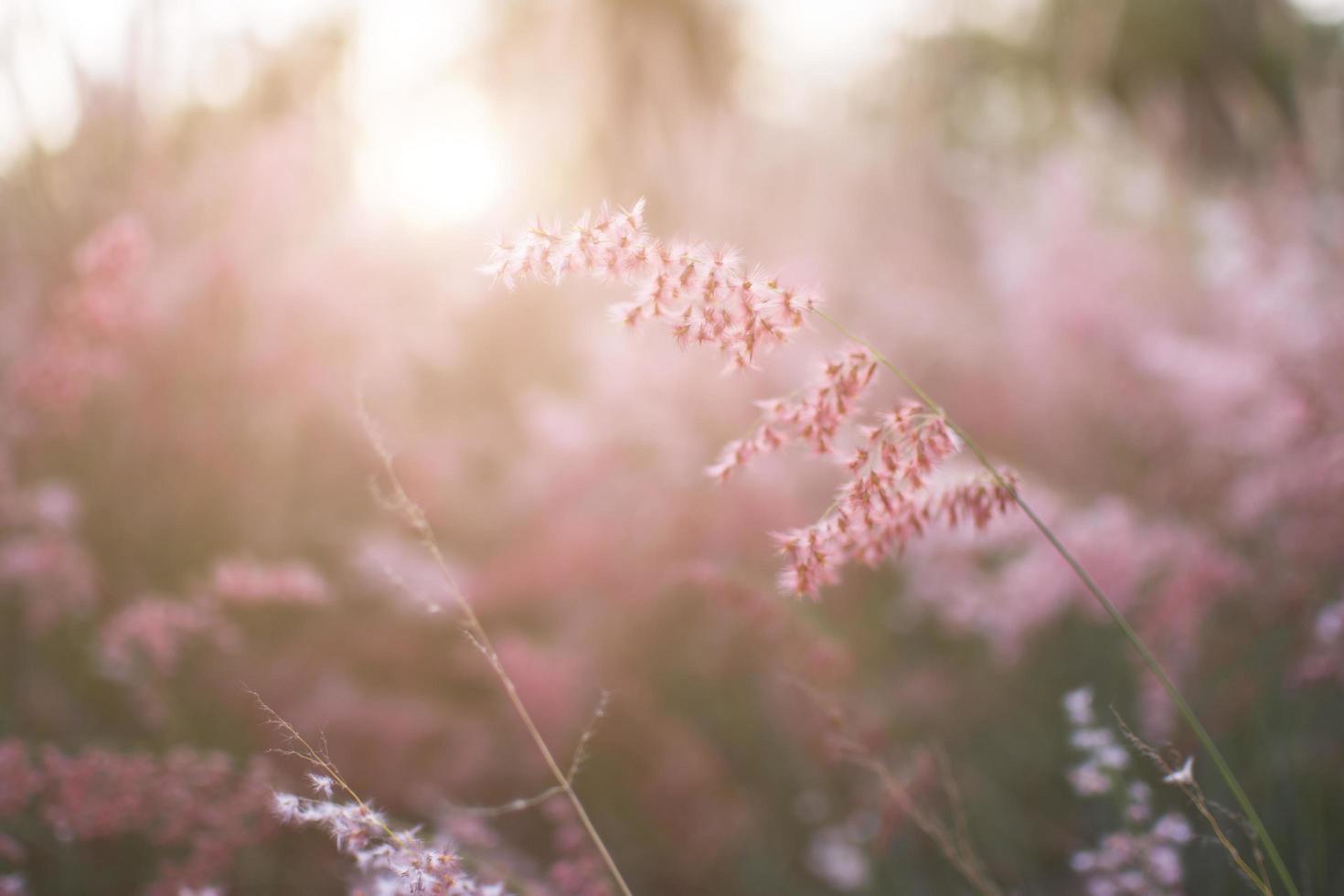 gros plan, de, herbe sauvage, à, coucher soleil photo