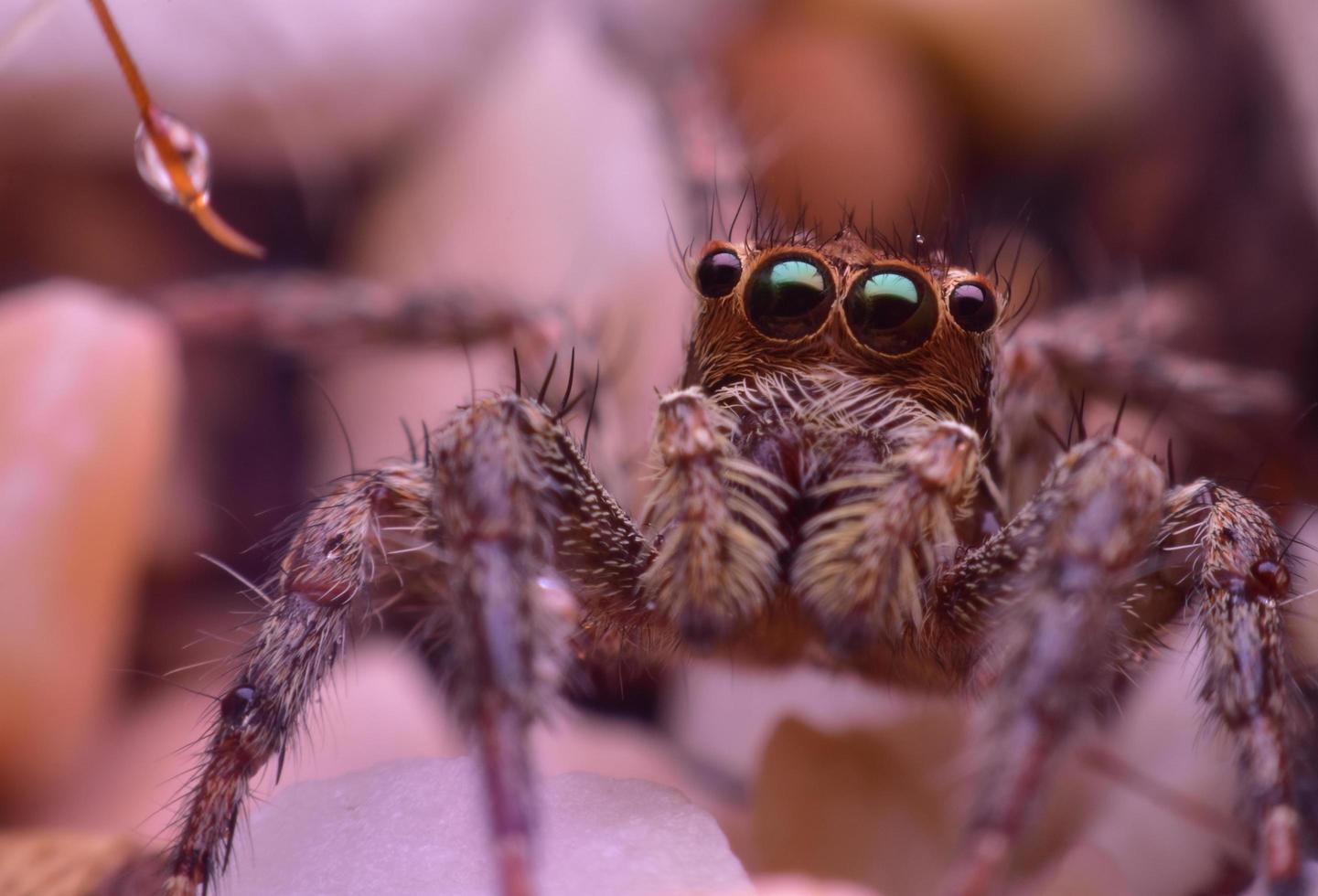 Gros plan de l'araignée sauteuse brune photo