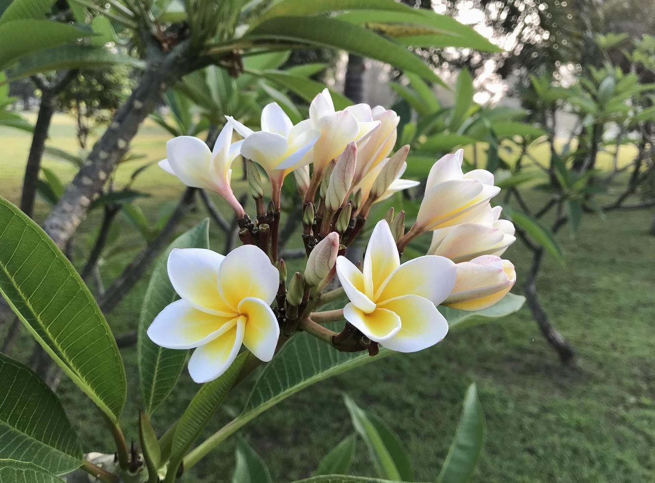 fleurs blanches et jaunes à l'extérieur photo