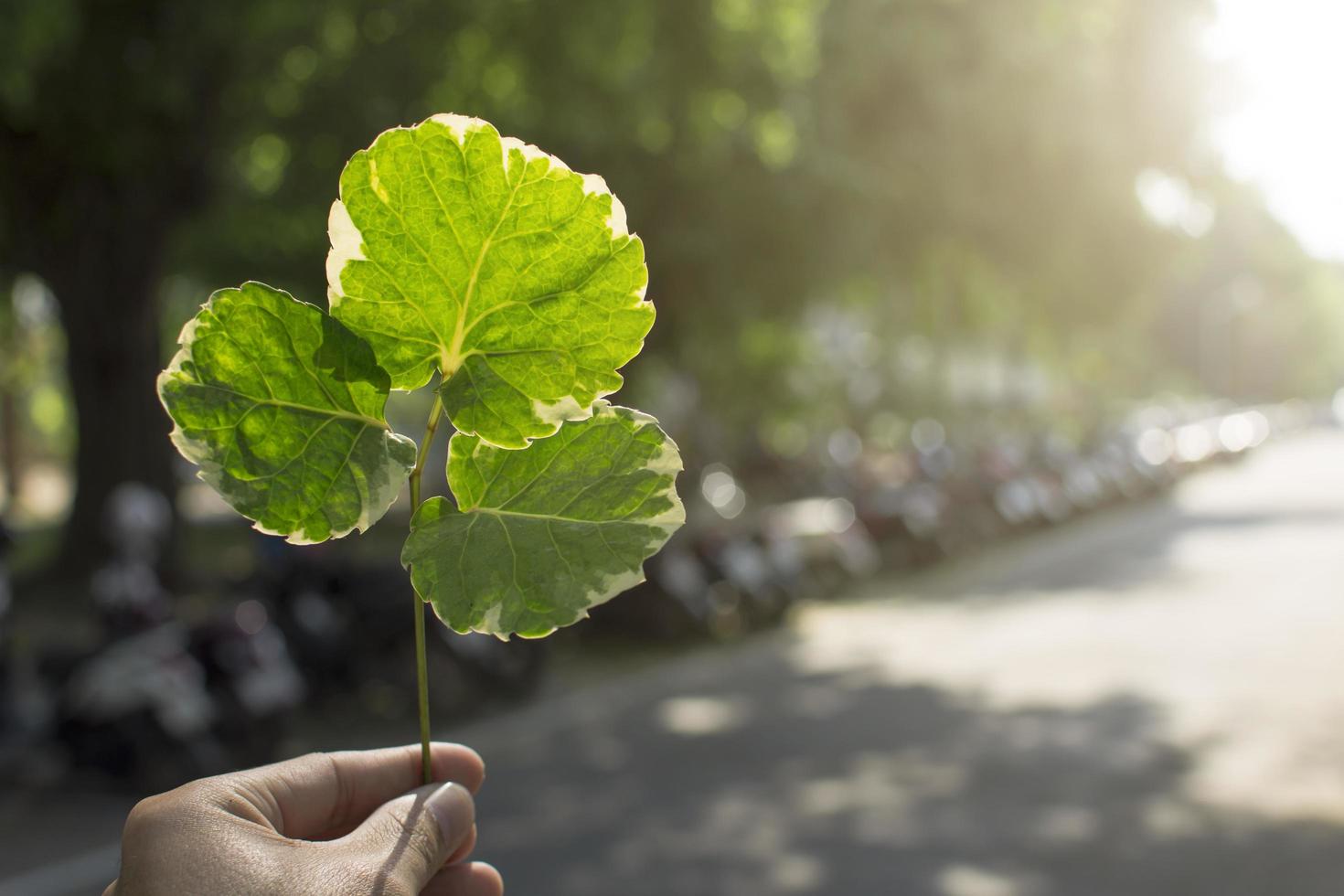 tenant une feuille photo