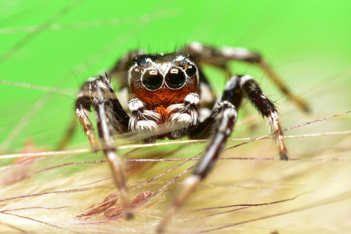araignée sauteuse noire et brune photo