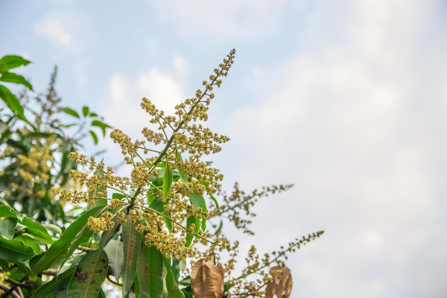 fleur de mangue dans le jardin photo