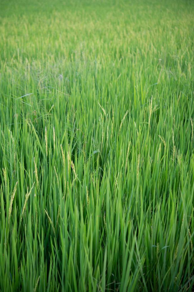 gros plan, de, riz vert jaune photo