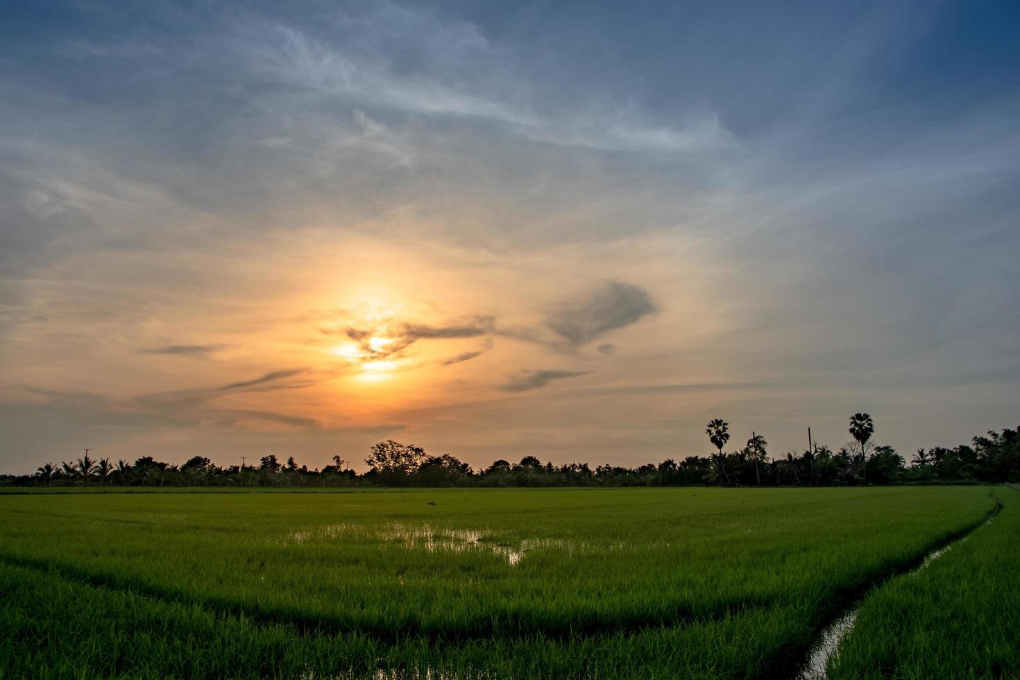 rizières au coucher du soleil photo