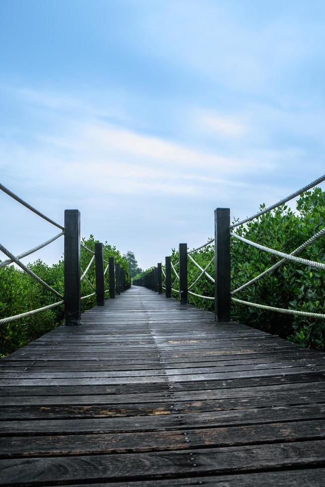 passerelle dans la forêt de mangrove photo