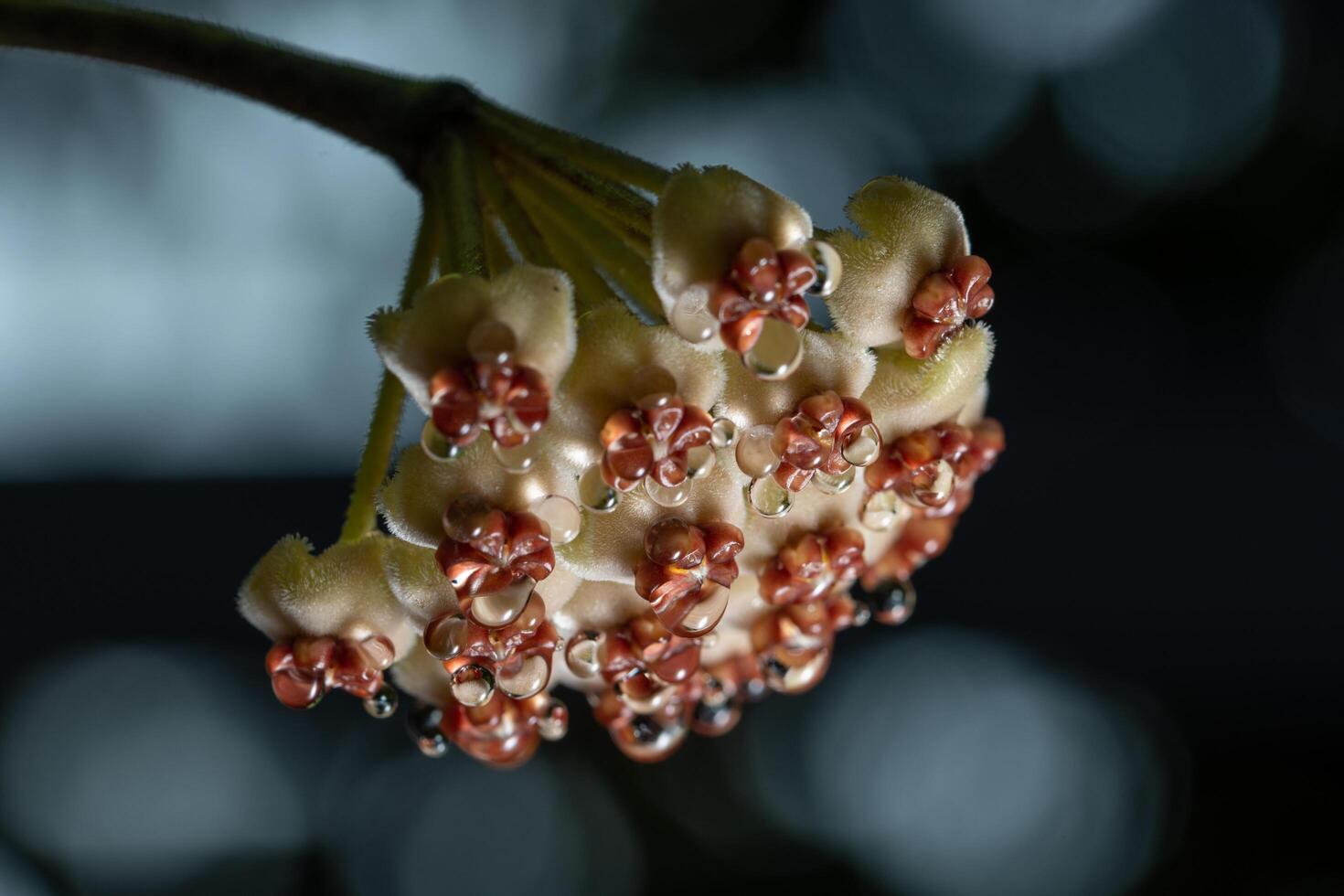 gros plan de fleur de Hoya photo