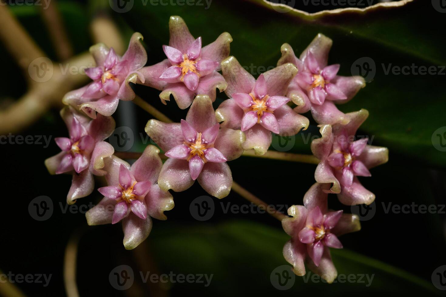 gros plan de fleur de Hoya photo